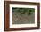 Shell Beach, North Guyana-Pete Oxford-Framed Photographic Print