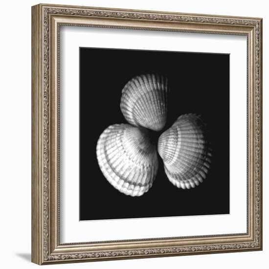 Shell Collection I-Ily Szilagyi-Framed Art Print