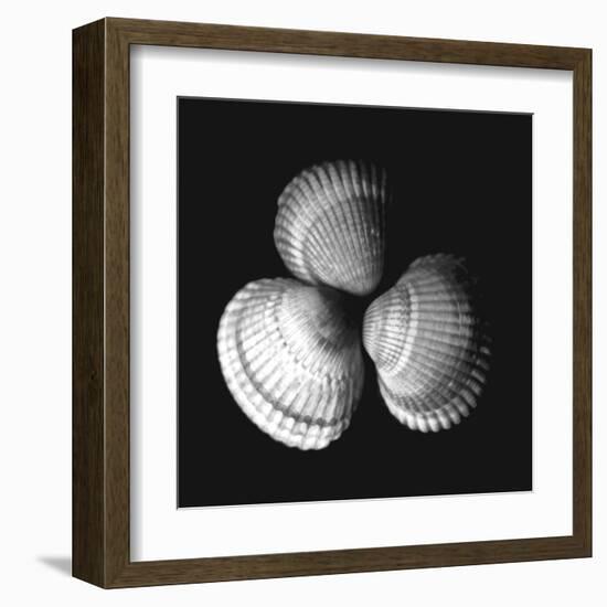 Shell Collection I-Ily Szilagyi-Framed Art Print