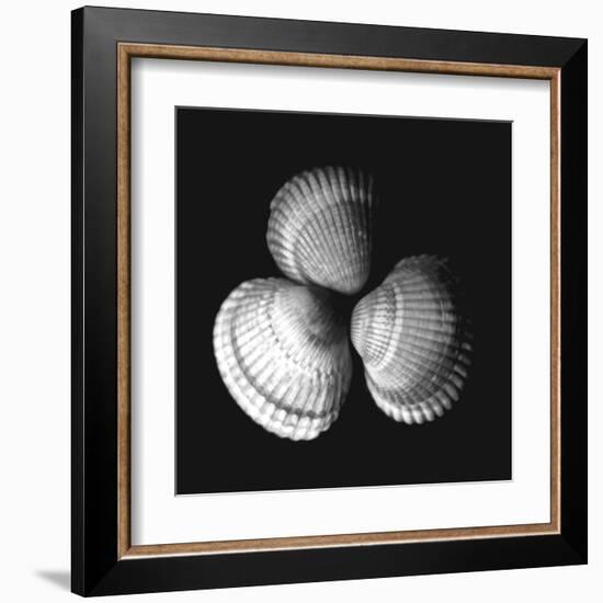 Shell Collection I-Ily Szilagyi-Framed Art Print