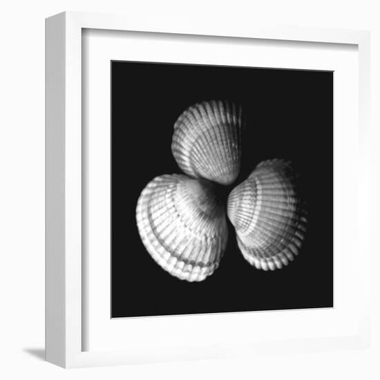 Shell Collection I-Ily Szilagyi-Framed Art Print