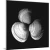 Shell Collection I-Ily Szilagyi-Mounted Art Print