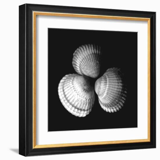 Shell Collection I-Ily Szilagyi-Framed Art Print