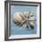 Shell Collection I-Bill Philip-Framed Giclee Print