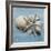 Shell Collection I-Bill Philip-Framed Giclee Print