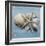 Shell Collection I-Bill Philip-Framed Giclee Print