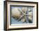 Shell Collection I-Bill Philip-Framed Giclee Print