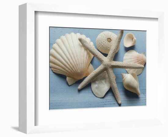 Shell Collection I-Bill Philip-Framed Giclee Print