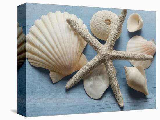 Shell Collection I-Bill Philip-Framed Stretched Canvas