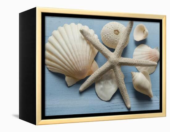 Shell Collection I-Bill Philip-Framed Stretched Canvas