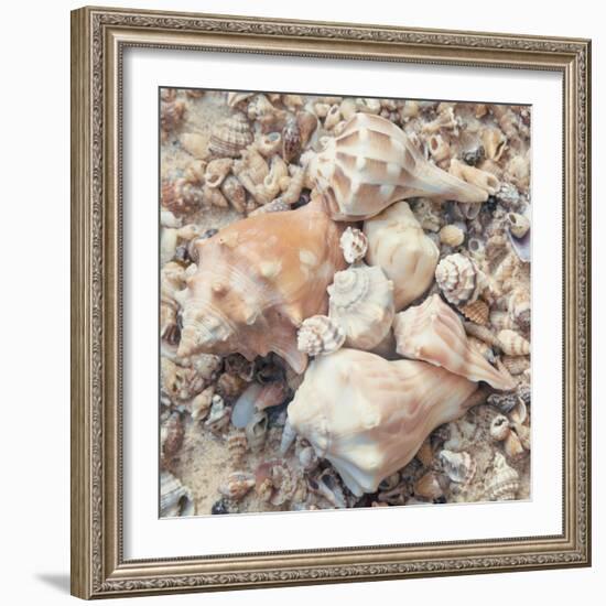 Shell Collection I-Kathy Mansfield-Framed Art Print