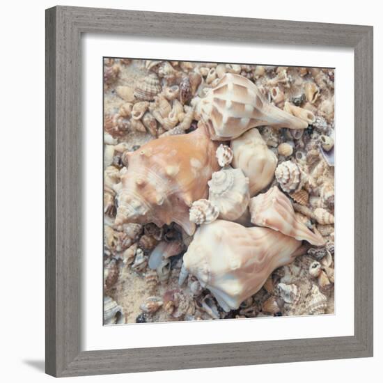 Shell Collection I-Kathy Mansfield-Framed Art Print