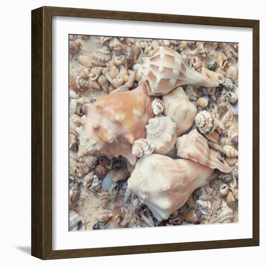 Shell Collection I-Kathy Mansfield-Framed Art Print