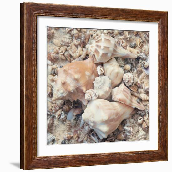 Shell Collection I-Kathy Mansfield-Framed Art Print