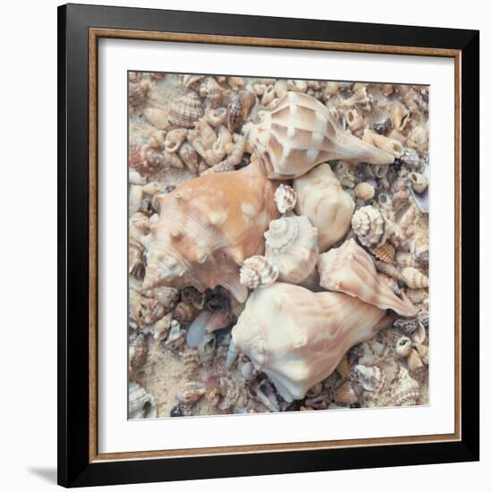 Shell Collection I-Kathy Mansfield-Framed Art Print