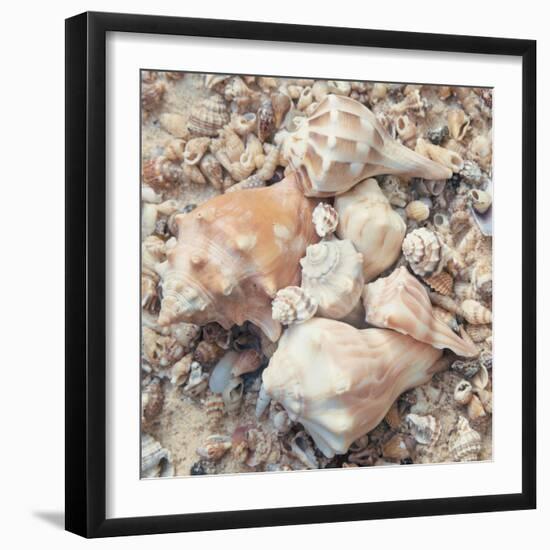Shell Collection I-Kathy Mansfield-Framed Art Print