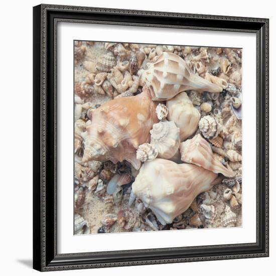 Shell Collection I-Kathy Mansfield-Framed Art Print