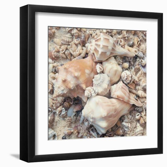 Shell Collection I-Kathy Mansfield-Framed Art Print