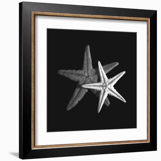 Shell Collection II-Ily Szilagyi-Framed Art Print