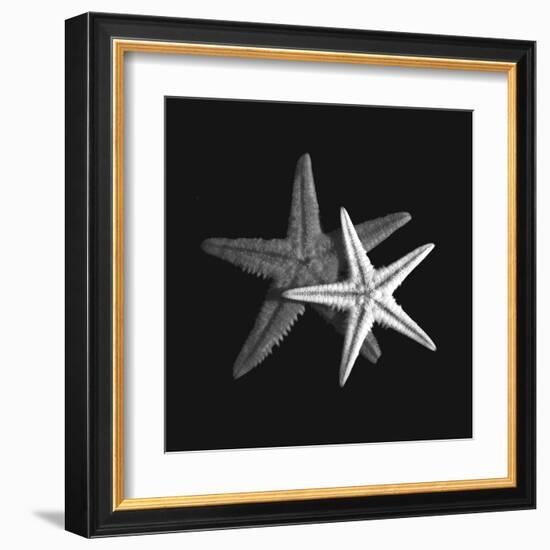 Shell Collection II-Ily Szilagyi-Framed Art Print