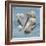 Shell Collection II-Bill Philip-Framed Giclee Print