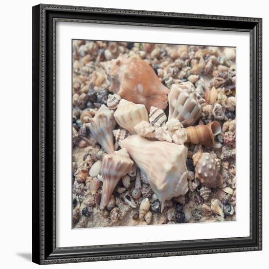 Shell Collection II-Kathy Mansfield-Framed Art Print