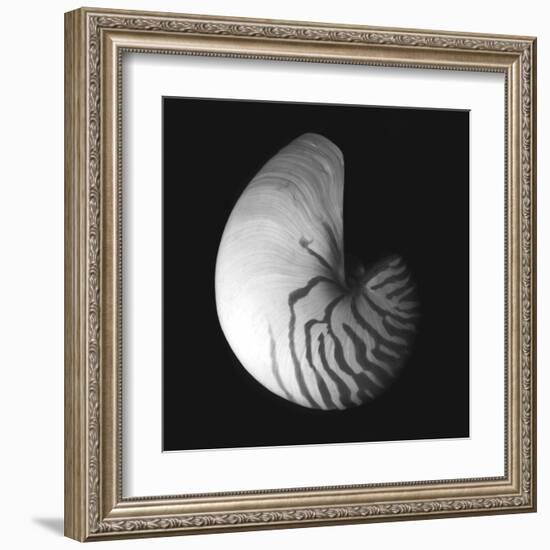 Shell Collection III-Ily Szilagyi-Framed Art Print