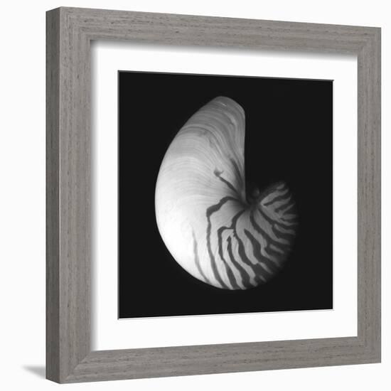 Shell Collection III-Ily Szilagyi-Framed Art Print