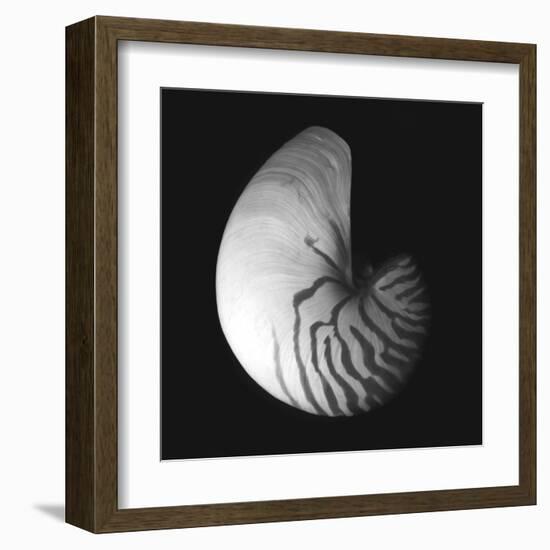 Shell Collection III-Ily Szilagyi-Framed Art Print