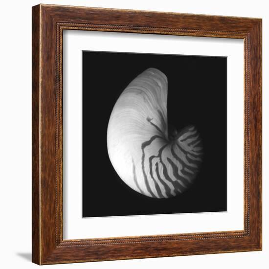 Shell Collection III-Ily Szilagyi-Framed Art Print