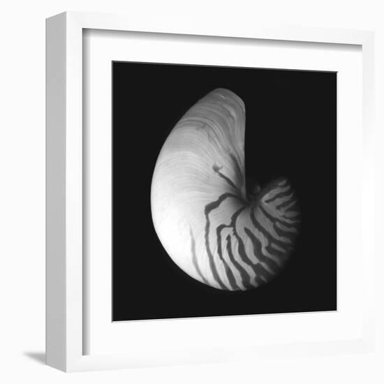 Shell Collection III-Ily Szilagyi-Framed Art Print