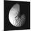 Shell Collection III-Ily Szilagyi-Mounted Art Print