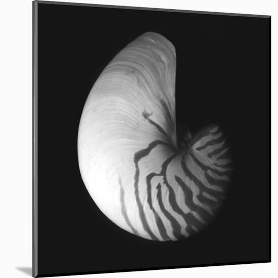 Shell Collection III-Ily Szilagyi-Mounted Art Print