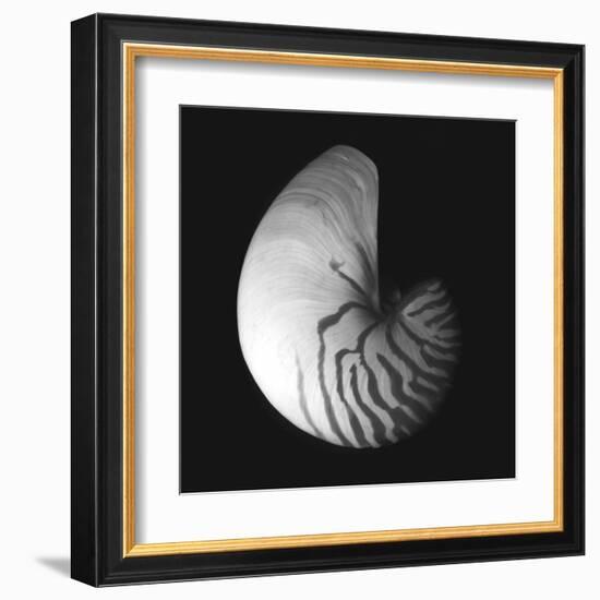 Shell Collection III-Ily Szilagyi-Framed Art Print