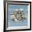 Shell Collection III-Bill Philip-Framed Giclee Print