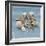 Shell Collection III-Bill Philip-Framed Giclee Print