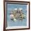 Shell Collection III-Bill Philip-Framed Giclee Print