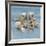 Shell Collection III-Bill Philip-Framed Giclee Print