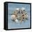 Shell Collection III-Bill Philip-Framed Stretched Canvas