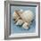 Shell Collection IV-Bill Philip-Framed Giclee Print