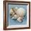 Shell Collection IV-Bill Philip-Framed Giclee Print