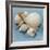 Shell Collection IV-Bill Philip-Framed Giclee Print