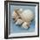 Shell Collection IV-Bill Philip-Framed Giclee Print