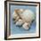 Shell Collection IV-Bill Philip-Framed Giclee Print