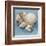 Shell Collection IV-Bill Philip-Framed Art Print