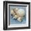 Shell Collection IV-Bill Philip-Framed Art Print