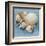 Shell Collection IV-Bill Philip-Framed Art Print