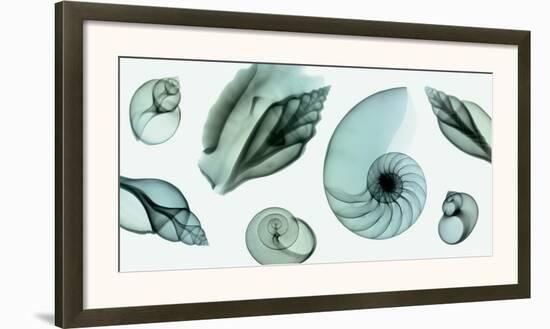 Shell Collection (Teal)-Steven N^ Meyers-Framed Giclee Print