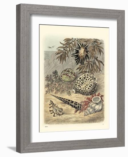 Shell Composition I-Vision Studio-Framed Art Print