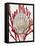 Shell Coral Red IV-Caroline Kelly-Framed Stretched Canvas